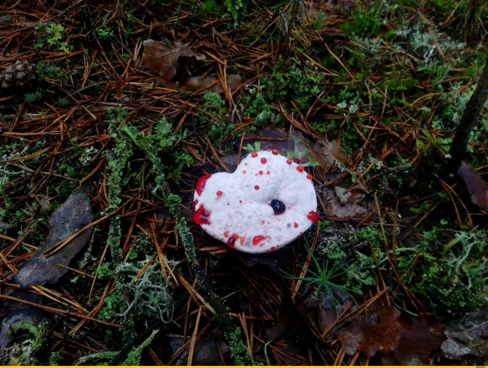 Кровавый гриб
