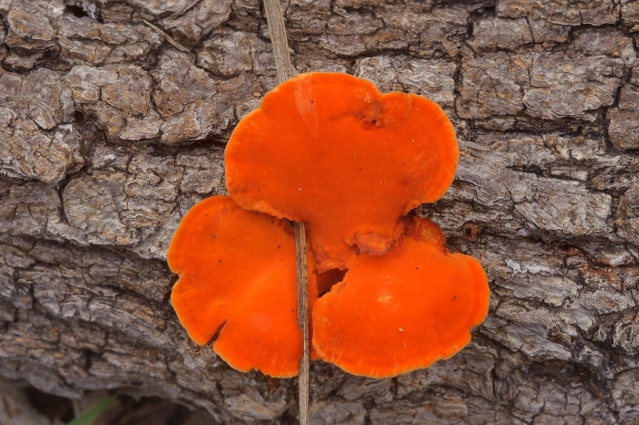 Камфорный гриб