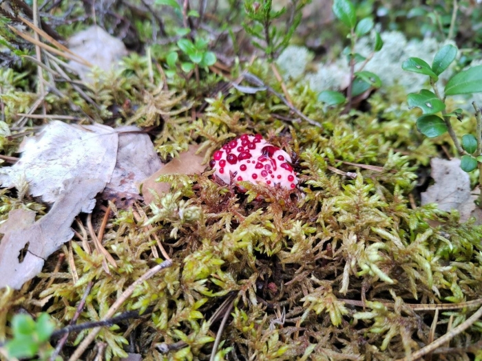 Гриб гиднеллум пека