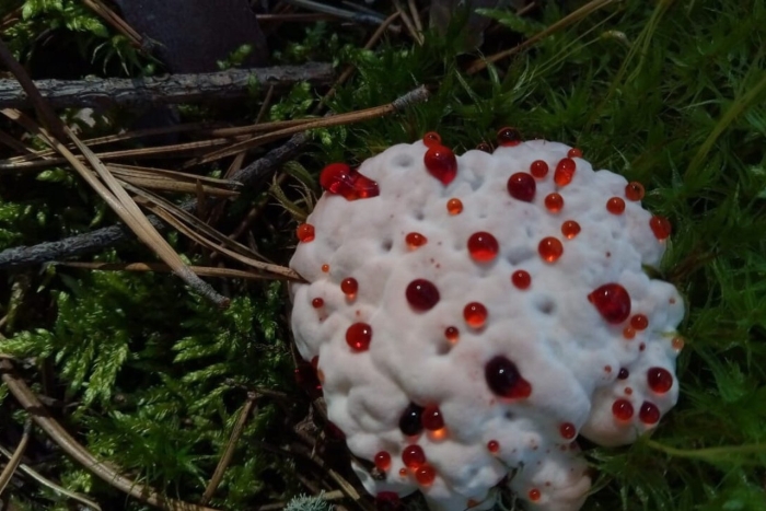 Гриб ежовик дьявольский