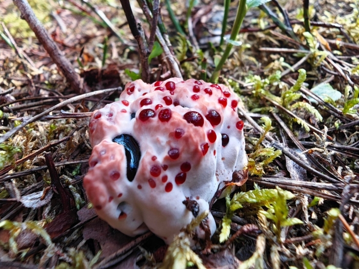 Ежовик кровоточащий гриб