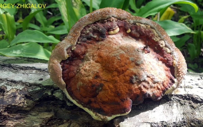 Fomitopsis pinicola