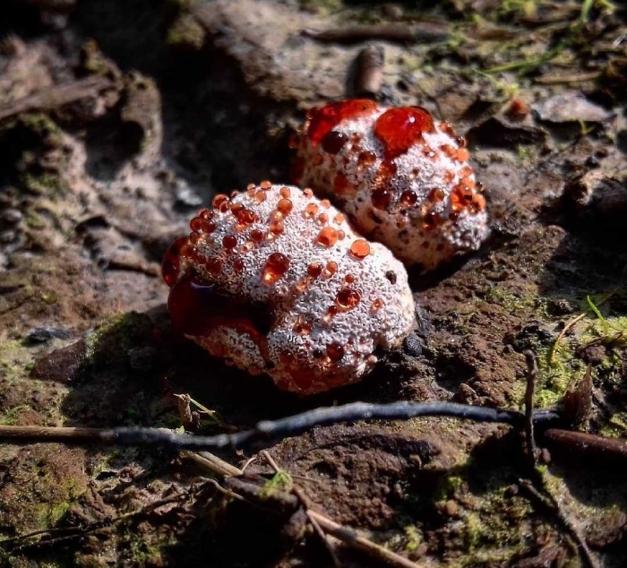 Ежовик краснеющий abortiporus biennis