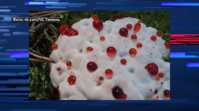 Гриб кровавый зуб