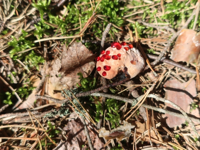 Гриб гиднеллум кровавый зуб