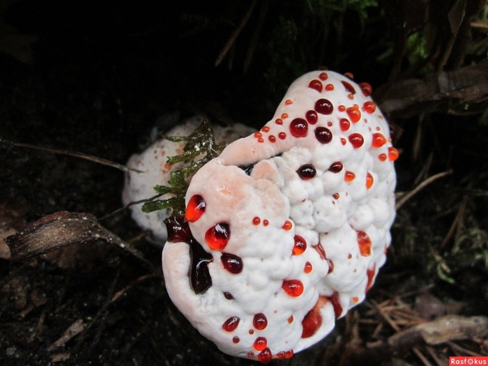 Ежовик кровоточащий гриб