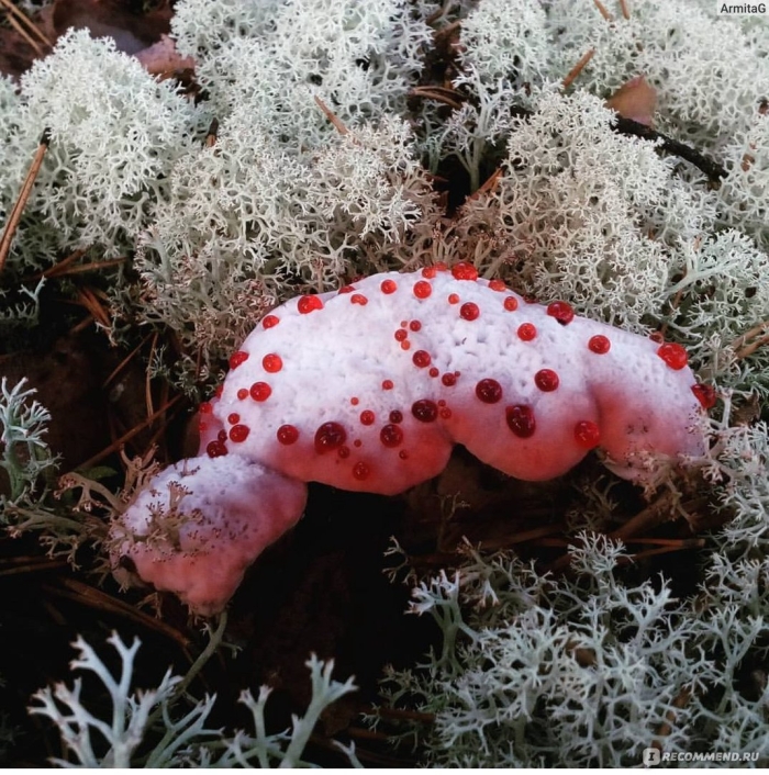 Гриб гиднеллум кровавый зуб