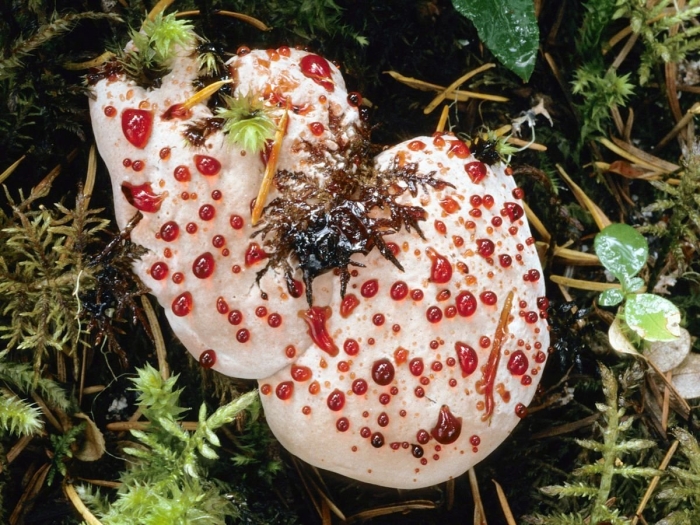 Ежовик кровоточащий / hydnellum peckii
