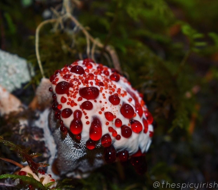 Гриб ежовик дьявольский