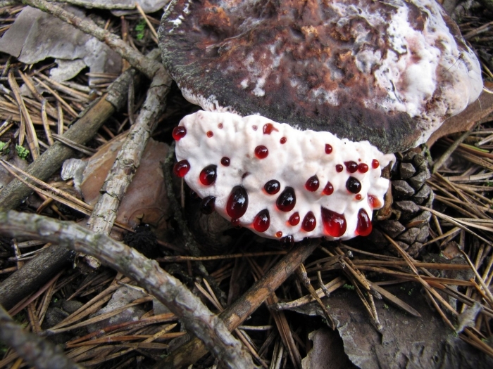 Гиднеллум пека ядовитый гриб