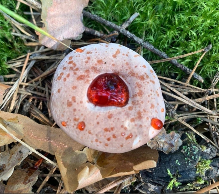 Гиднеллум пека гриб