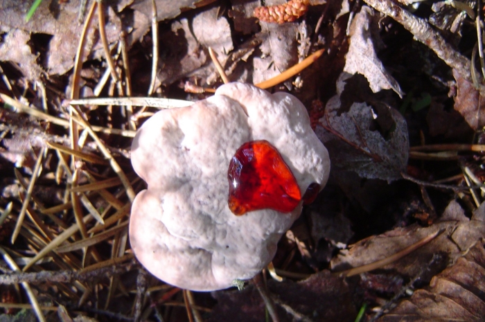 Кровавый гриб