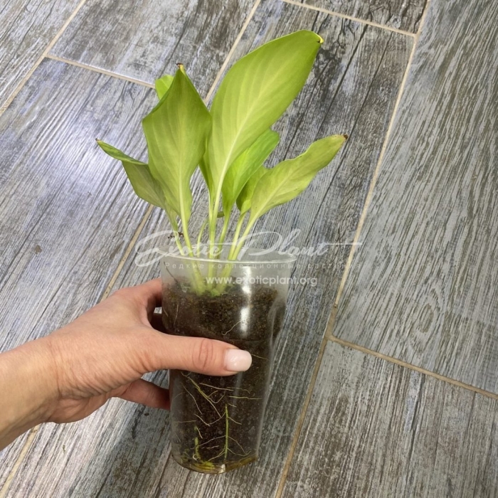 Спатифиллум голд сатин