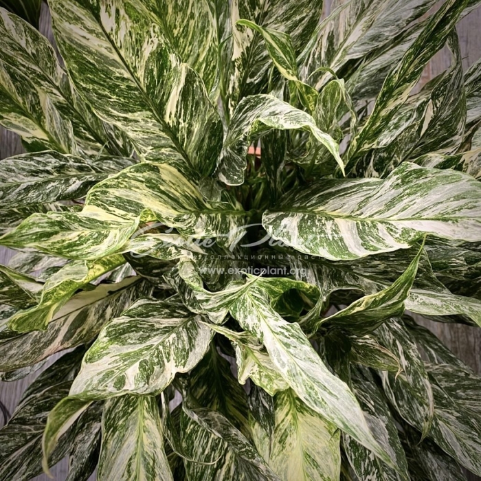 Спатифиллум даймонд