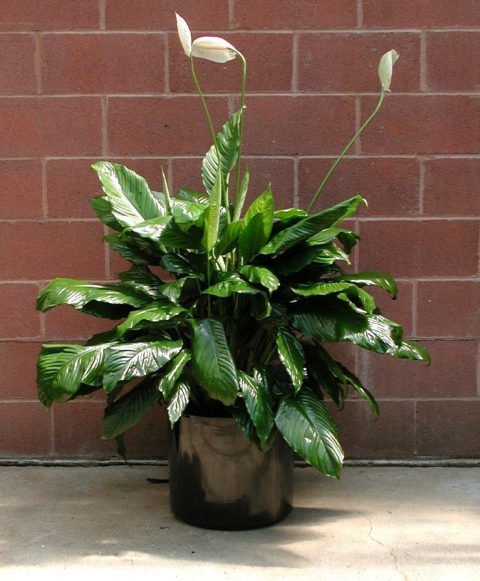 Спатифиллум lemon glow