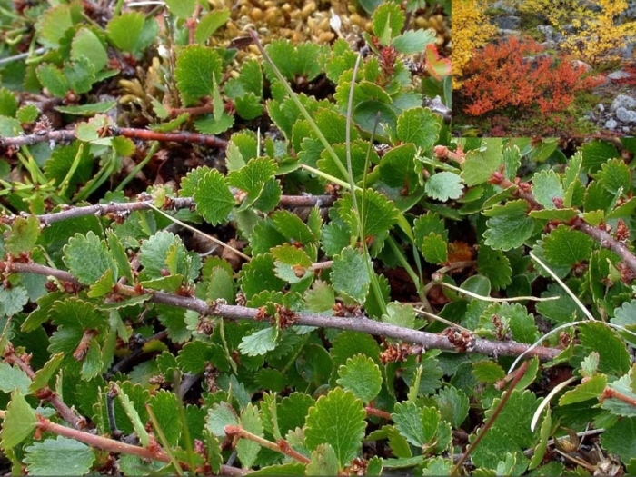 Береза карликовая betula nana