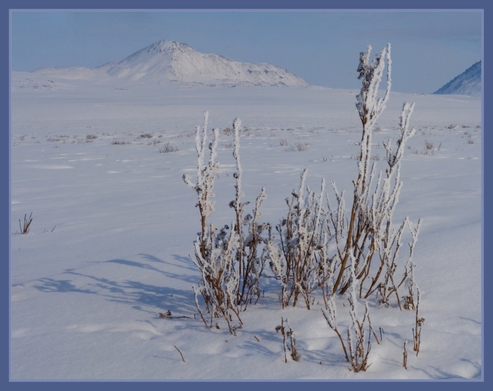Карликовая береза в арктической пустыне