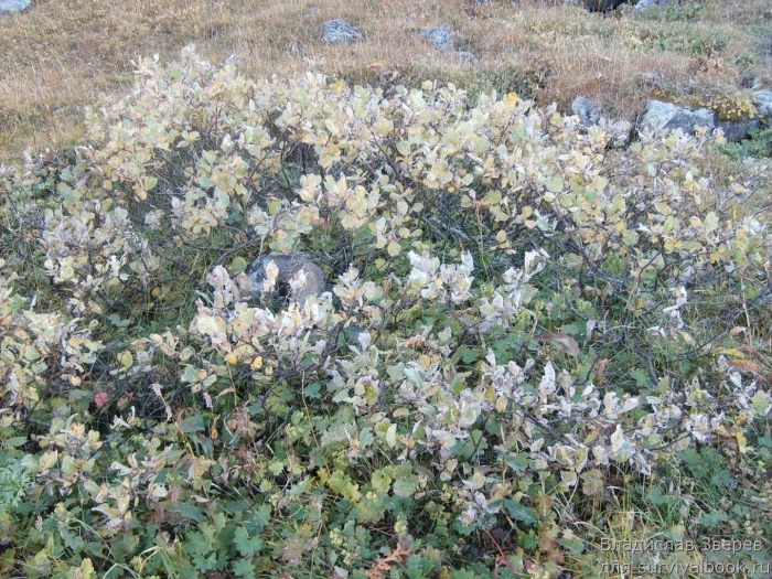 Карликовая береза тундра