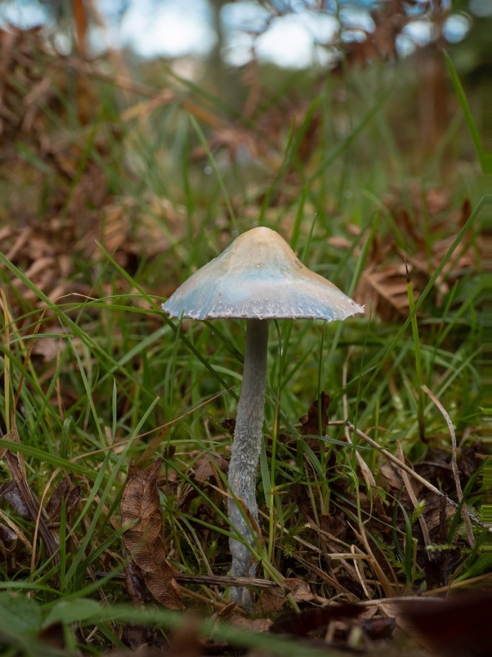 Гриб строфария сине зеленая