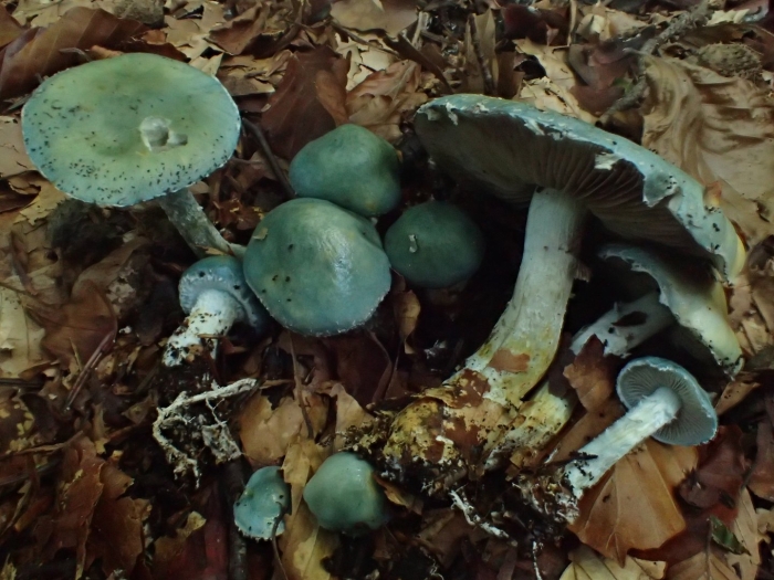 Строфария сине зеленая