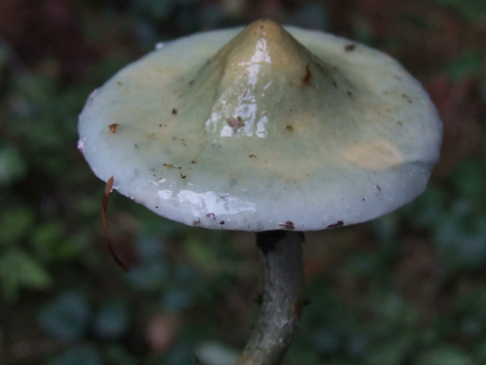 Гриб строфария сине зеленая