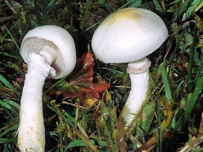 Stropharia albonitens