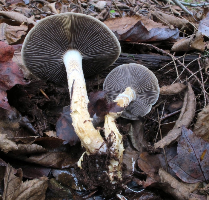 Строфария горнеманна