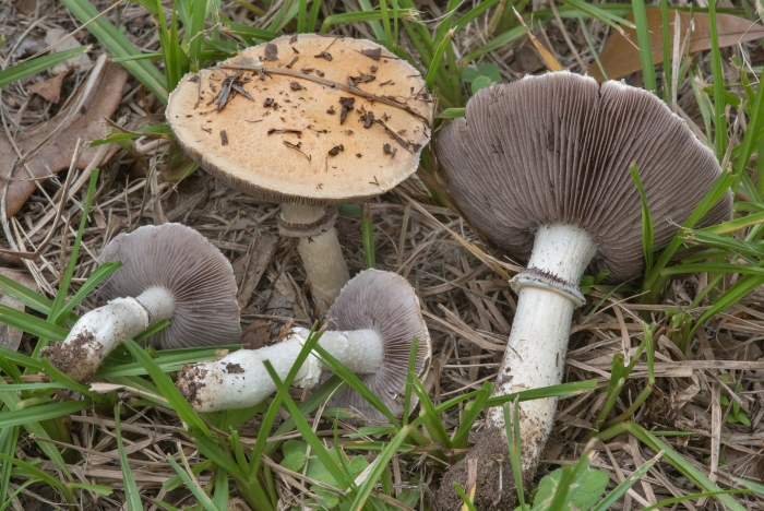 Строфария корончатая psilocybe coronilla