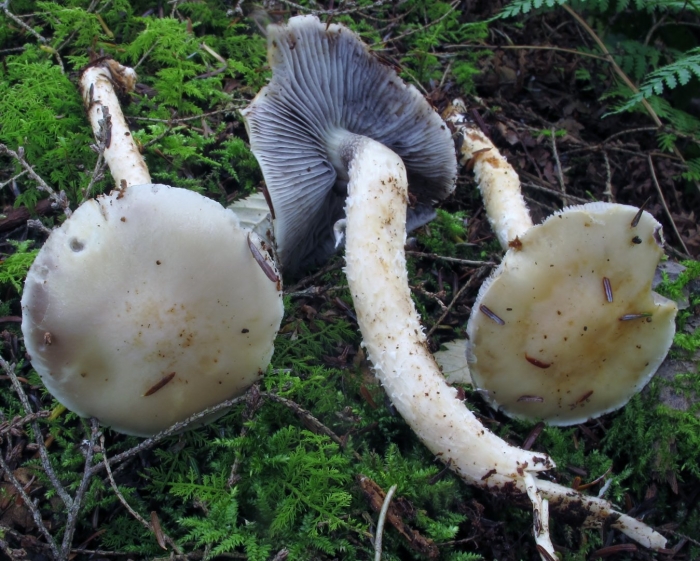 Stropharia aeruginosa