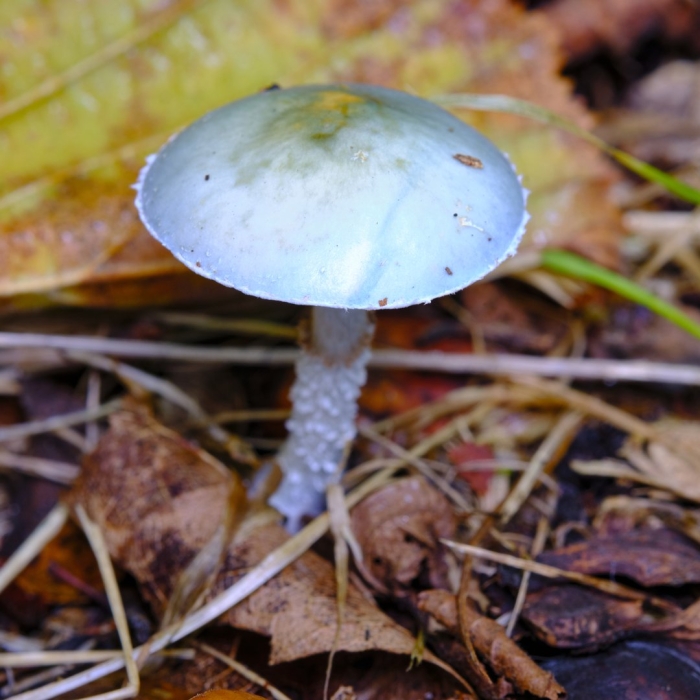 Stropharia caerulea