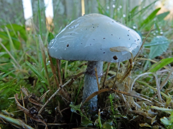 Строфария небесно-синяя stropharia