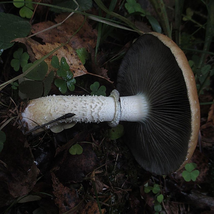 Строфария горнеманна