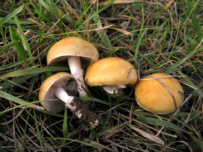 Строфария корончатая