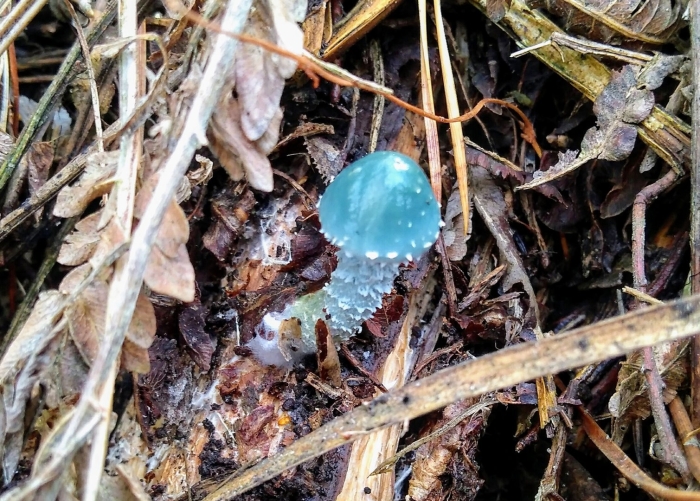 Строфария сине-зелёная stropharia aeruginosa