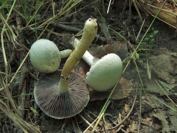 Строфария черноспоровая