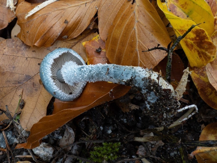 Гриб страфия синезеленая