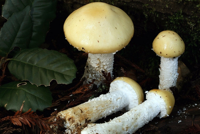 Гриб amanita gemmata