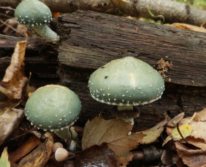 Строфария зеленая