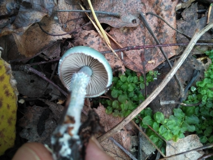 Гриб страфия синезеленая