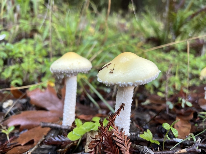 Stropharia ambigua