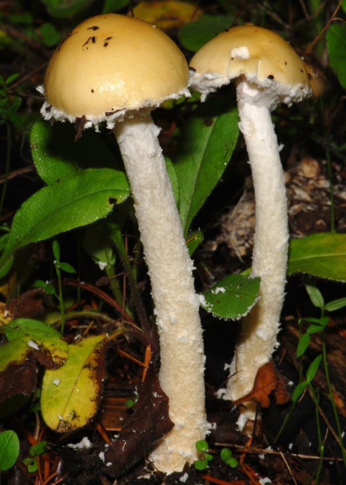 Stropharia cubensis