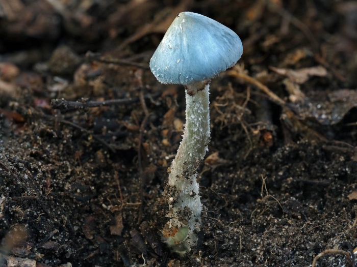 Строфария ложносиняя (stropharia pseudocyanea)