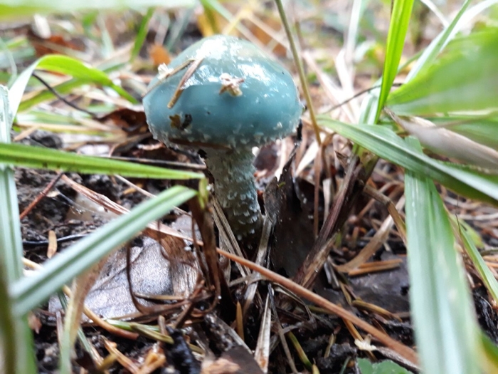 Строфария сине-зелёная stropharia aeruginosa