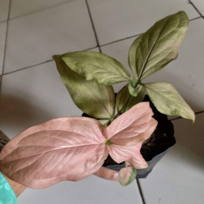 Сингониум болд тетра