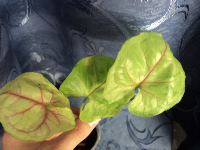 Сингониум голден аллюжен