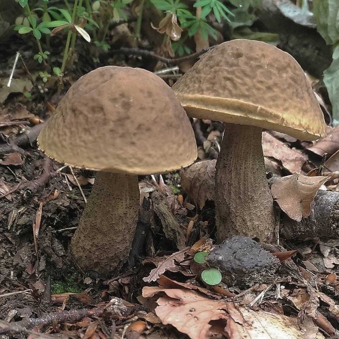 Подберёзовик обабок серый