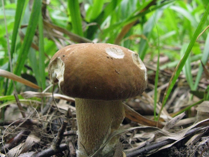 Грабовик гриб