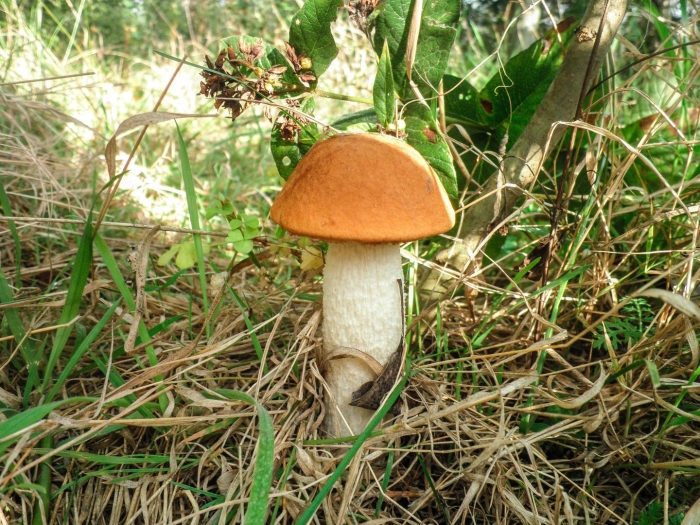 Обабок и подосиновик