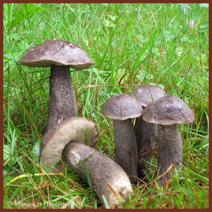 Дальневосточный обабок