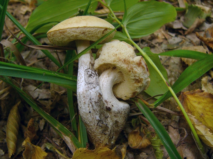 Leccinum pseudoscabrum